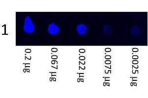 Image no. 2 for Goat anti-Pig IgG (Heavy & Light Chain) antibody (FITC) (ABIN101878) (Goat anti-Pig IgG (Heavy & Light Chain) Antibody (FITC))
