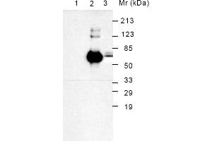Western Blotting (WB) image for anti-Heat Shock 70kDa Protein 5 (Glucose-Regulated Protein, 78kDa) (HSPA5) antibody (Biotin) (ABIN371046) (GRP78 antibody  (Biotin))