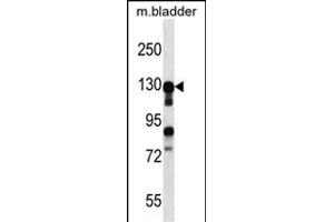 MKL2 Antibody (N-term) (ABIN656903 and ABIN2846100) western blot analysis in mouse bladder tissue lysates (35 μg/lane). (MKL2 antibody  (N-Term))
