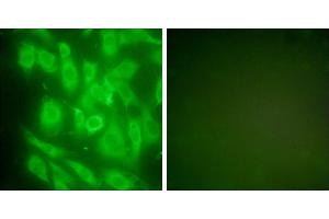 Peptide - +Immunofluorescence analysis of NIH/3T3 cells, using HSP90 cyto antibody (#C0234). (HSP90AA1 antibody)