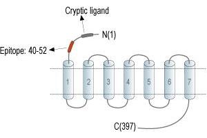 anti-Coagulation Factor II (thrombin) Receptor-Like 1 (F2RL1) (AA 40-52), (Extracellular), (N-Term) antibody (FITC)