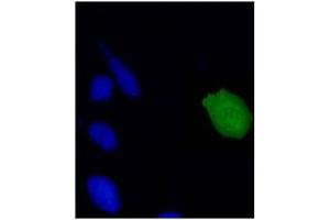 IF analysis of HPV-18 E7 protein in U2OS cells. (HPV18 E7 antibody  (AA 1-35))