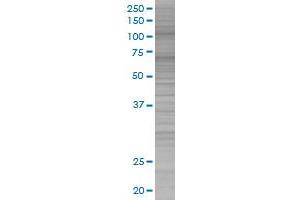 AHR transfected lysate. (AHR 293T Cell Transient Overexpression Lysate(Denatured))