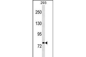 CHM Antibody (Center) (ABIN1881197 and ABIN2838968) western blot analysis in 293 cell line lysates (35 μg/lane). (CHM antibody  (AA 292-320))
