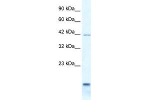 WB Suggested Anti-P2RXL1 Antibody Titration:  0. (P2RX6 antibody  (N-Term))