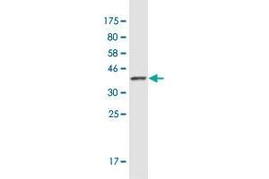 Western Blot detection against Immunogen (36. (Arhgef9 antibody  (AA 419-516))