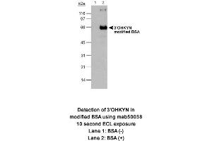 Image no. 1 for anti-3-Hydroxykynurenine (3-OHKYN) antibody (ABIN363192) (3-OHKYN antibody)