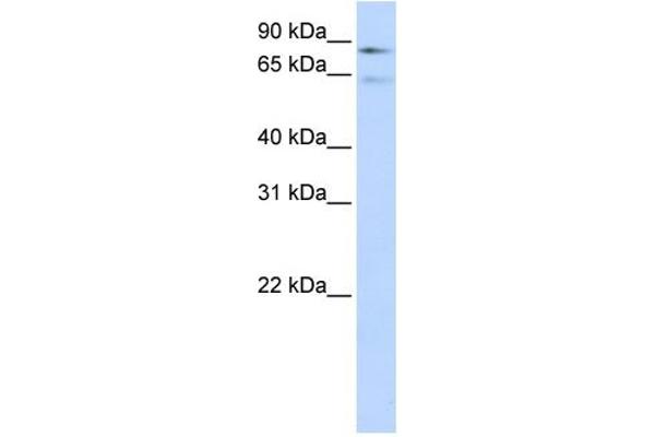 F13B antibody  (Middle Region)