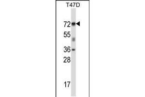 Western blot analysis in T47D cell line lysates (35ug/lane). (Forkhead Box K2 antibody  (N-Term))