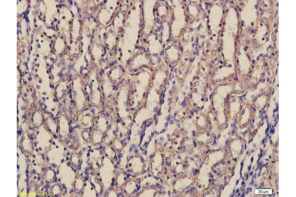 Laminin antibody  (AA 901-1000)