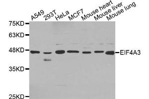 Western Blotting (WB) image for anti-Eukaryotic Translation Initiation Factor 4A3 (EIF4A3) antibody (ABIN1872497) (EIF4A3 antibody)