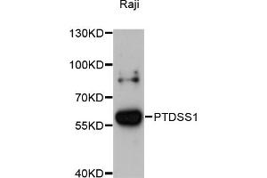 Western blot analysis of extracts of Raji cells, using PTDSS1 antibody (ABIN6293698) at 1:3000 dilution.