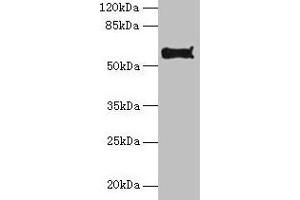 Western blot All lanes: Pdia2 antibody at 10 μg/mL + Hela whole cell lysate Secondary Goat polyclonal to rabbit IgG at 1/10000 dilution Predicted band size: 59, 58 kDa Observed band size: 59 kDa (PDIA2 antibody  (AA 21-527))