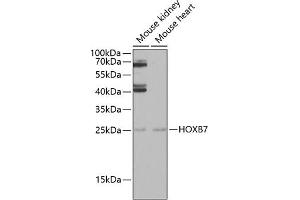 Western blot analysis of extracts of various cell lines, using HOXB7 antibody (ABIN6128065, ABIN6141944, ABIN6141945 and ABIN6222665) at 1:1000 dilution. (HOXB7 antibody  (AA 1-120))