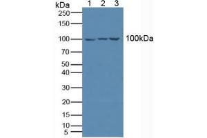 Figure. (LILRB1 antibody  (AA 223-410))