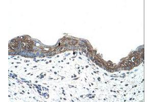 Image no. 1 for anti-Ankyrin 1, Erythrocytic (ANK1) (C-Term) antibody (ABIN203434) (Erythrocyte Ankyrin antibody  (C-Term))