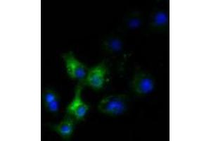 Anti-SLC30A3 mouse monoclonal antibody (ABIN2453647) immunofluorescent staining of COS7 cells transiently transfected by pCMV6-ENTRY SLC30A3 (RC205310). (Slc30a3 antibody)