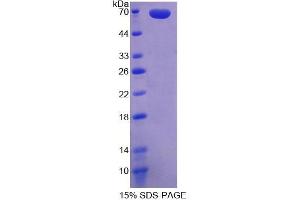 SDS-PAGE analysis of Human WNT2B Protein. (WNT2B Protein)
