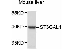Western blot analysis of extracts of mouse liver, using ST3GAL1 antibody (ABIN4905311) at 1:3000 dilution. (ST3GAL1 antibody)