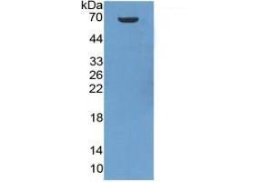 SDS-PAGE of Protein Standard from the Kit (Highly purified E. (HSP70 1A ELISA Kit)