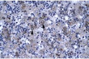 Immunohistochemical staining (Formalin-fixed paraffin-embedded sections) of human liver with DBP polyclonal antibody  at 4-8 ug/mL working concentration. (DBP antibody  (N-Term))