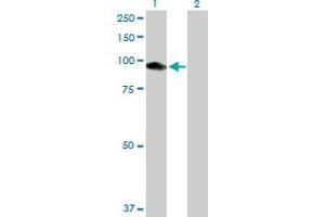 Western Blot analysis of CNKSR1 expression in transfected 293T cell line by CNKSR1 MaxPab polyclonal antibody. (CNKSR1 antibody  (AA 1-720))
