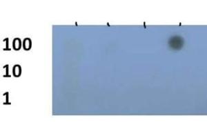 Dot Blot of Rabbit Histone H3 [Trimethyl Lys79] Antibody. (Histone 3 antibody  (H3K79me3))