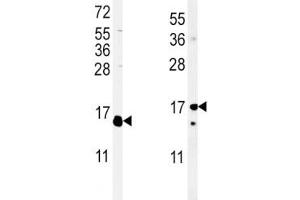 Western Blotting (WB) image for anti-Interleukin 4 (IL4) (AA 122-150) antibody (ABIN3031478)
