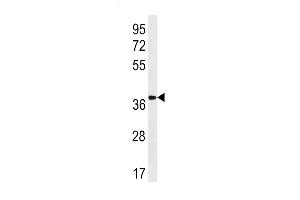 OXGR1 Antibody (C-term) (ABIN1881614 and ABIN2843222) western blot analysis in human placenta tissue lysates (35 μg/lane). (OXGR1 antibody  (C-Term))