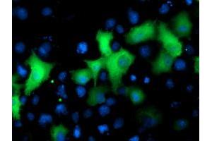 Immunofluorescence (IF) image for anti-NIMA (Never in Mitosis Gene A)- Related Kinase 9 (NEK9) antibody (ABIN1499687) (NEK9 antibody)