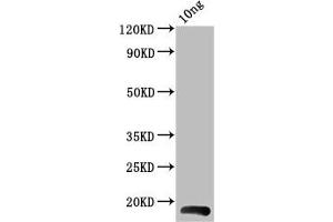 Western Blot Positive WB detected in Recombinant protein All lanes: BHRF1 antibody at 4 μg/mL Secondary Goat polyclonal to rabbit IgG at 1/50000 dilution Predicted band size: 18 kDa Observed band size: 18 kDa (BHRF1 (AA 1-142) antibody)