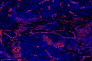 Immunofluorescent analysis of paraformaldehyde-fixed mouse ovary using,OMD (ABIN7074956) at dilution of 1: 1000 (Osteomodulin antibody)