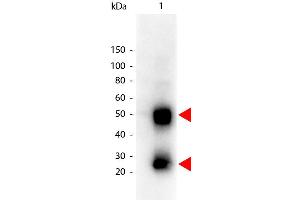 Western Blot of Peroxidase conjugated Goat anti-Mouse IgG antibody. (Goat anti-Mouse IgG (Heavy & Light Chain) Antibody (HRP))
