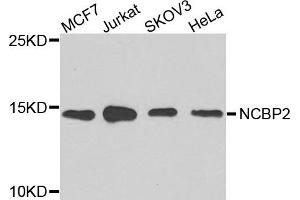 Western blot analysis of extracts of various cells, using NCBP2 antibody. (NCBP2 antibody)