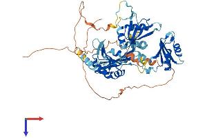 AlphaFold protein structure predicition of Mouse Recombinant Rbm46 Protein, UniprotID P86049 (RBM46 Protein (AA 1-533) (His tag))