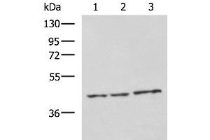 Western blot analysis of RAW264. (NDRG4 antibody)
