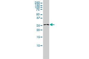 RASL11B monoclonal antibody (M01), clone 1B5 Western Blot analysis of RASL11B expression in K-562 . (RASL11B antibody  (AA 1-248))