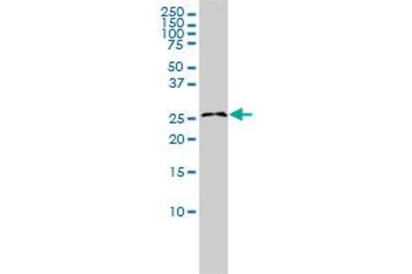 RASL11B antibody  (AA 1-248)