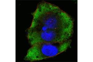Confocal immunofluorescence analysis of Hela cells using FER mouse mAb (green). (FER antibody)