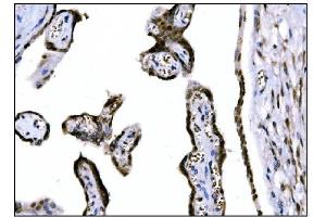 IHC analysis of Fos B/FOSB using anti-Fos B/FOSB antibody (ABIN7599279).