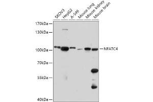 Western blot analysis of extracts of various cell lines, using NF antibody (ABIN7268979) at 1:1000 dilution. (NFATC4 antibody  (AA 560-710))