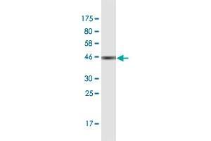 Western Blot detection against Immunogen (42 KDa) . (GSKIP antibody  (AA 1-139))