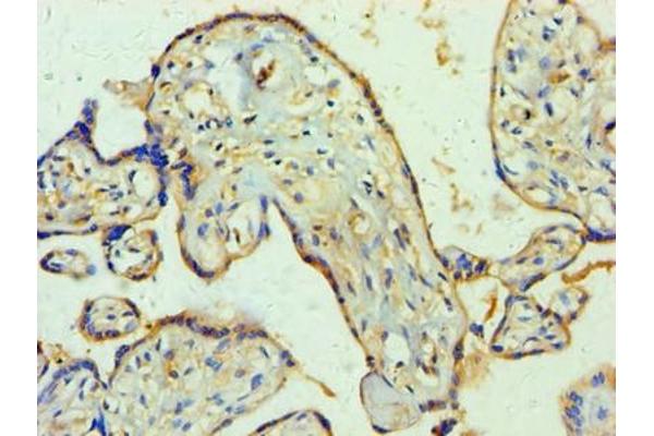WNT2 antibody  (AA 26-360)