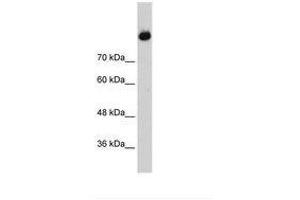 Image no. 1 for anti-Complement C2 (AA 398-447) antibody (ABIN203379) (Complement C2 antibody  (AA 398-447))