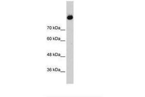 Image no. 1 for anti-Complement C2 (AA 398-447) antibody (ABIN203379)