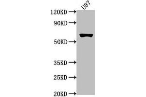 Western Blot Positive WB detected in: U87 whole cell lysate All lanes: USP17L1 antibody at 1:2000 Secondary Goat polyclonal to rabbit IgG at 1/50000 dilution Predicted band size: 60 kDa Observed band size: 60 kDa (USP17L1 antibody  (C-Term))