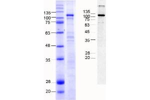 Cadherin 9 (CDH9) (AA 54-615), Fraction 7-9 (Cadherin 9 Protein (CDH9) (AA 54-615) (MBP tag))