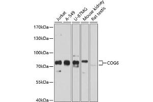 Western blot analysis of extracts of various cell lines, using COG6 antibody  at 1:1000 dilution. (COG6 antibody  (AA 508-657))