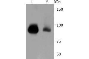 Lane 1: K562, Lane 2: Hela lysate probed with STAT5b (12A1) Monoclonal Antibody  at 1:1000 overnight at 4˚C. (STAT5B antibody)