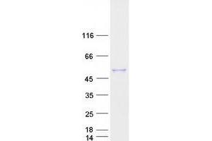 Validation with Western Blot (Intrinsic Factor Protein (Myc-DYKDDDDK Tag))